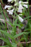 Arkansas beardtongue